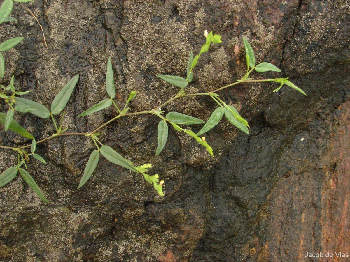 Zornia gibbosa Span.